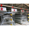 Hot Sale a Type Layer Poultry Battery Cages for Algeria Chicken Farm